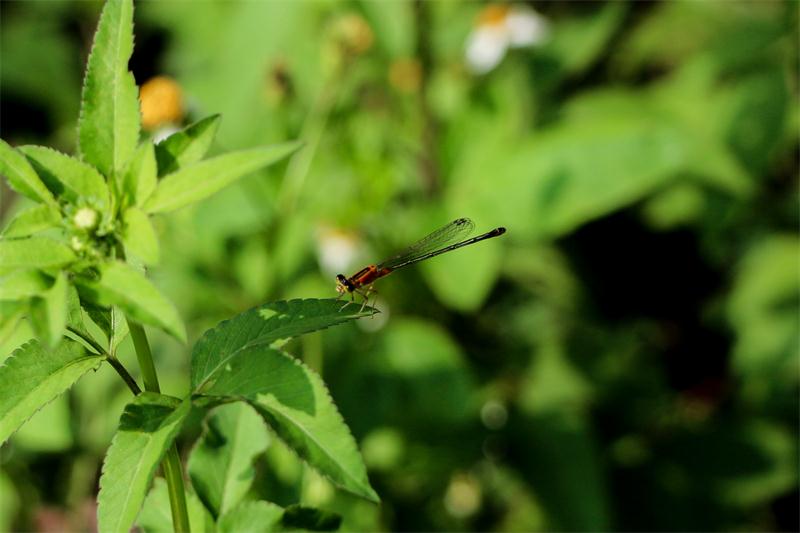 蜻蜓小憩